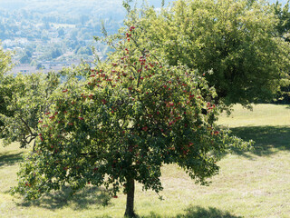 Fototapeta na wymiar (Malus domestica) Cultivated Apples trees overloaded with fruit in an orchard under blue sky in Margräflerland Germany