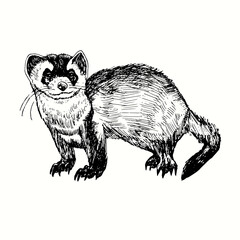 Hand drawn ferret (Mustela putorius furo, European polecat). Ink black and white drawing. Vector illustration