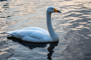 Obraz premium Swan