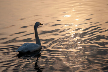 Obraz premium Swan