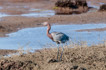 Reddish Egret (Egretta rufescens) in Bolsa Chica Ecological Reserve, California, USA