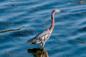 Reddish Egret (Egretta rufescens) in Bolsa Chica Ecological Reserve, California, USA