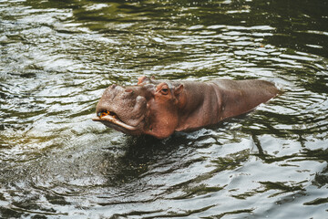 Fototapeta premium Hippo in the Chiang Mai Zoo,