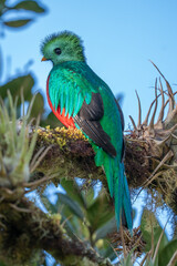 Resplendent Quetzal, Pharomachrus mocinno, Savegre in Costa Rica, with green forest in background. Magnificent sacred green and red bird. Birdwatching in jungle.