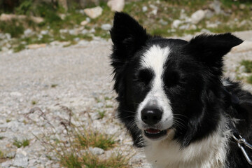 Primo piano border collie sul sentiero che porta ai laghi Cornisello nella Val Nambrone in Trentino, viaggi e paesaggi in Italia