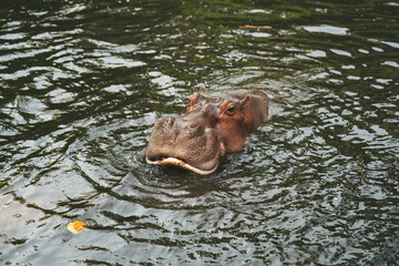 Fototapeta premium Hippo in the Chiang Mai Zoo,