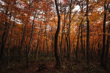 観音沼森林公園の紅葉