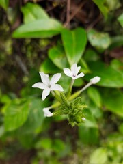 Beautiful Flowers In a park in the city of Medan