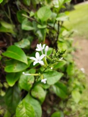 Beautiful Flowers In a park in the city of Medan