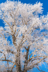 Fluffy tree poplar. The branches of the tree are covered with thick white frost.