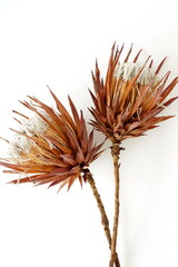 Naklejka na ściany i meble dried exotic flowers Protea on white background close up . poster. minimal floral concept