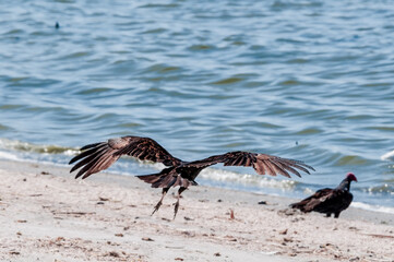 Turkey Vultures (Cathartes aura) on Salton Sea, Imperial Valley, California, USA