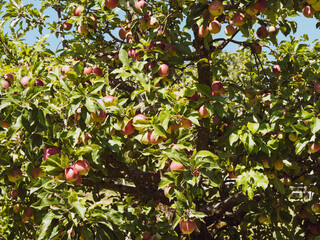 (Malus domestica) Apples fruits growing on tree with red skin on branch with dark green and oval leaves