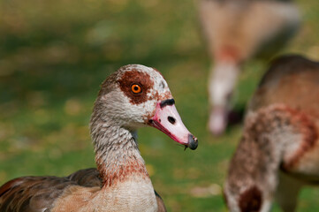 Feral Egyptian Geese (Alopochen aegyptiacus) in park, Keil, Schleswig-Holstein, Germany