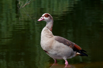 Fototapeta premium Feral Egyptian Goose (Alopochen aegyptiacus) in park, Keil, Schleswig-Holstein, Germany