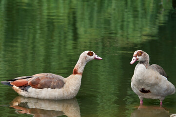 Feral Egyptian Geese (Alopochen aegyptiacus) in park, Keil, Schleswig-Holstein, Germany