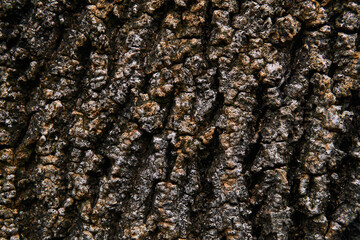 background, texture - bumpy bark of an old tree