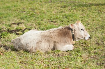 cow in the meadow - 411763717