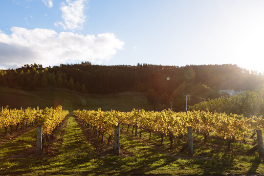 Vineyard in autumn at sunset, Hawke's bay, New Zealand