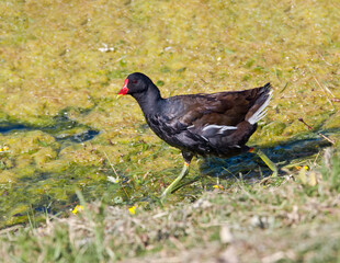 Common Moorhen (Gallinula chloropus) in park, Keil, Schleswig-Holstein, Germany