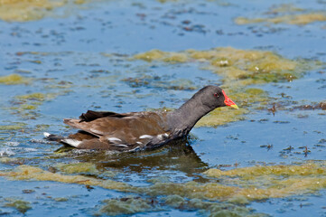 Common Moorhen (Gallinula chloropus) in park, Keil, Schleswig-Holstein, Germany