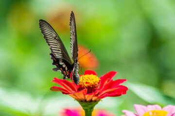 Flowers daisies in summer spring meadow on background blue sky with white clouds, flying orange butterfly, wide format. Summer natural idyllic pastoral landscape, copy space.