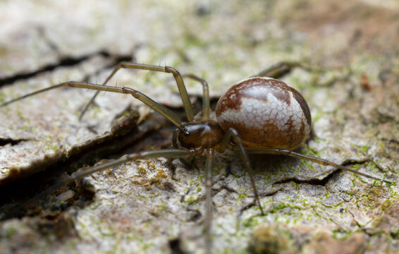 Linyphia triangularis on bark, macro photo