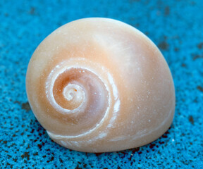 sea ​​shell and golden ratio in nature, abstract photograph produced with macro shooting techniques.