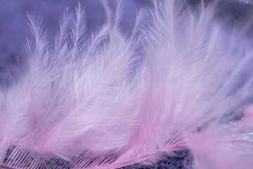 feather close up