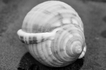 sea ​​shell and golden ratio in nature, abstract photograph produced with macro shooting techniques.