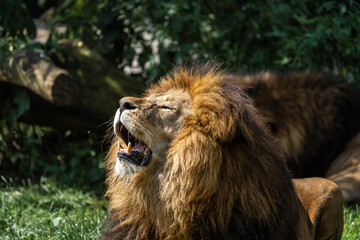 The lion, Panthera leo is one of the four big cats in the genus Panthera