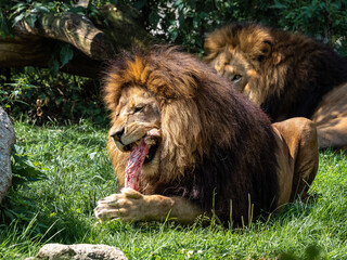 The lion, Panthera leo is one of the four big cats in the genus Panthera