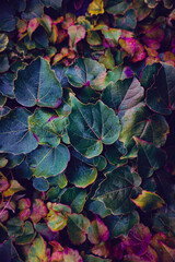 multicolored plant leaves in the nature