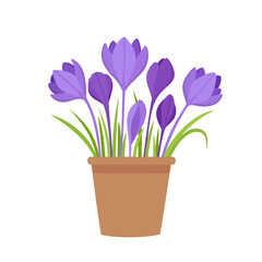 Vector illustration violet crocus flowers in pot isolated on white.