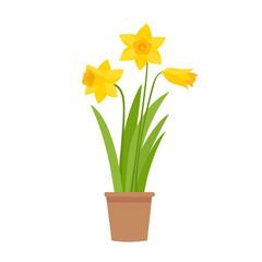 Vector illustration of yellow daffodils in pot isolated on white.