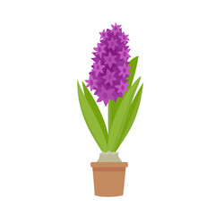 Naklejka na ściany i meble Vector illustration of purple hyacinth in pot isolated on white.
