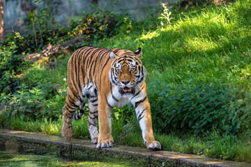 The Siberian tiger,Panthera tigris altaica in a park