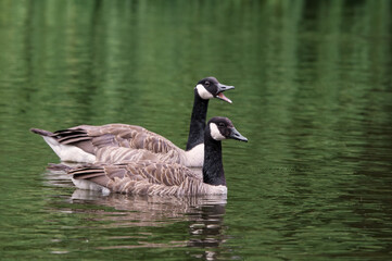 
Canada Geese (Branta canadensis) in park, Keil, Schleswig-Holstein, Germany
