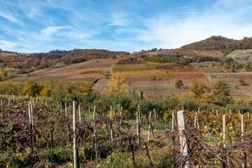Fototapeta na wymiar hills planted with wine grapes in autumn