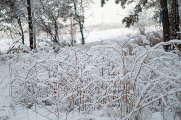 snow covered trees