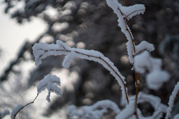 snow covered branches