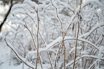 grass in winter