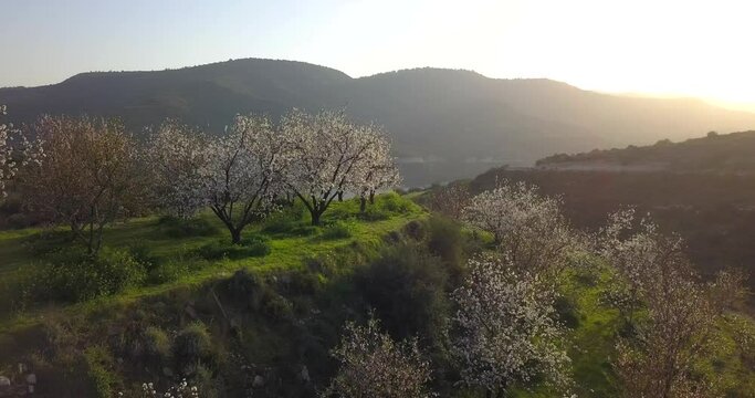 Aerial of almond tree garden on a slopes of Troodos mountains, Cyprus at sunset
