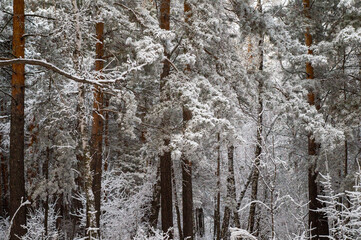 snow covered tree