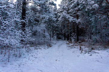 snow covered trees