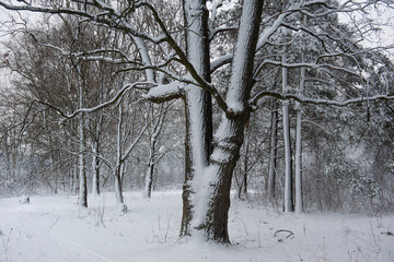 Winter. Oak grove in a snowy forest. Snow build-up on tree trunks and branches