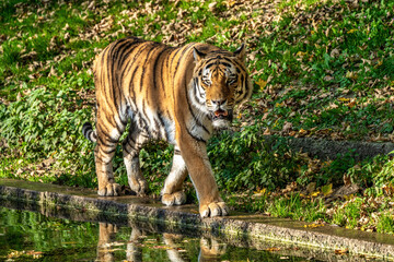 The Siberian tiger,Panthera tigris altaica in the zoo