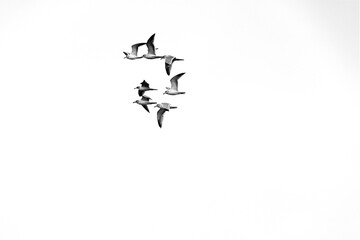l flying flock of seagulls birds against the sky