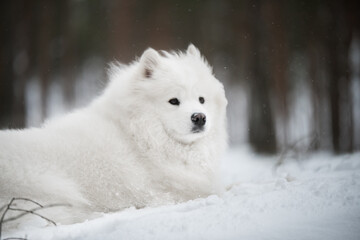 Beautiful fluffy Samoyed white dog is in the winter forest