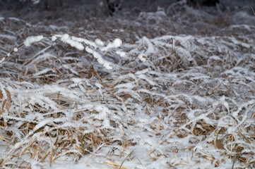 snow covered grass